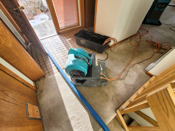 Best Water damage cleanup near me  in Plainview, NY